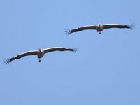 Kranich (Grus grus)  15